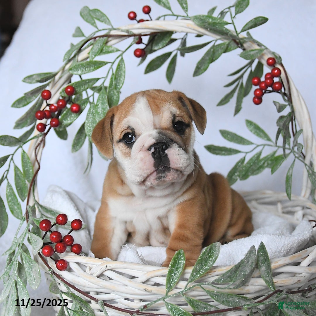 English Bulldog dogs for sale: Princess - Ad 3