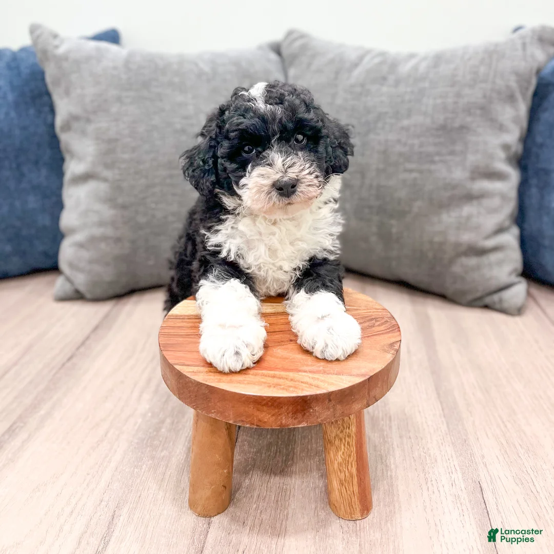 Aussiedoodle dogs for sale: Buddy - Ad 3