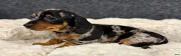 Miniature Dachshund dogs for sale: Miah - Ad 3