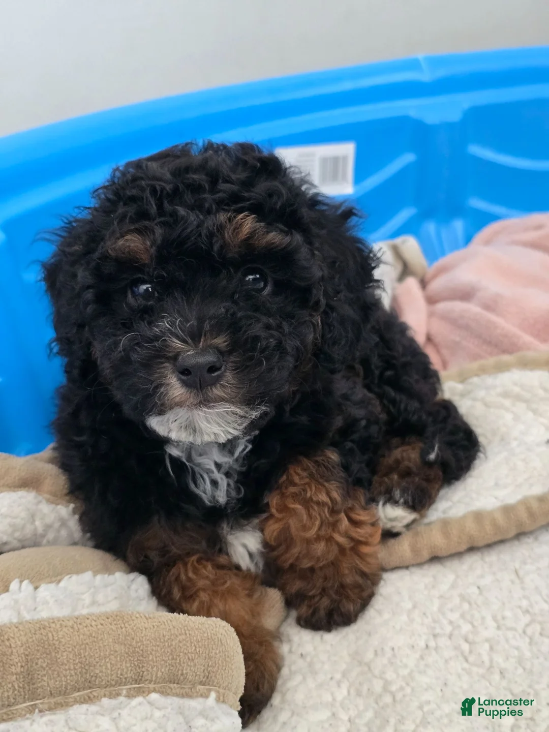 Miniature Poodle dogs for sale: Suki - Ad 2