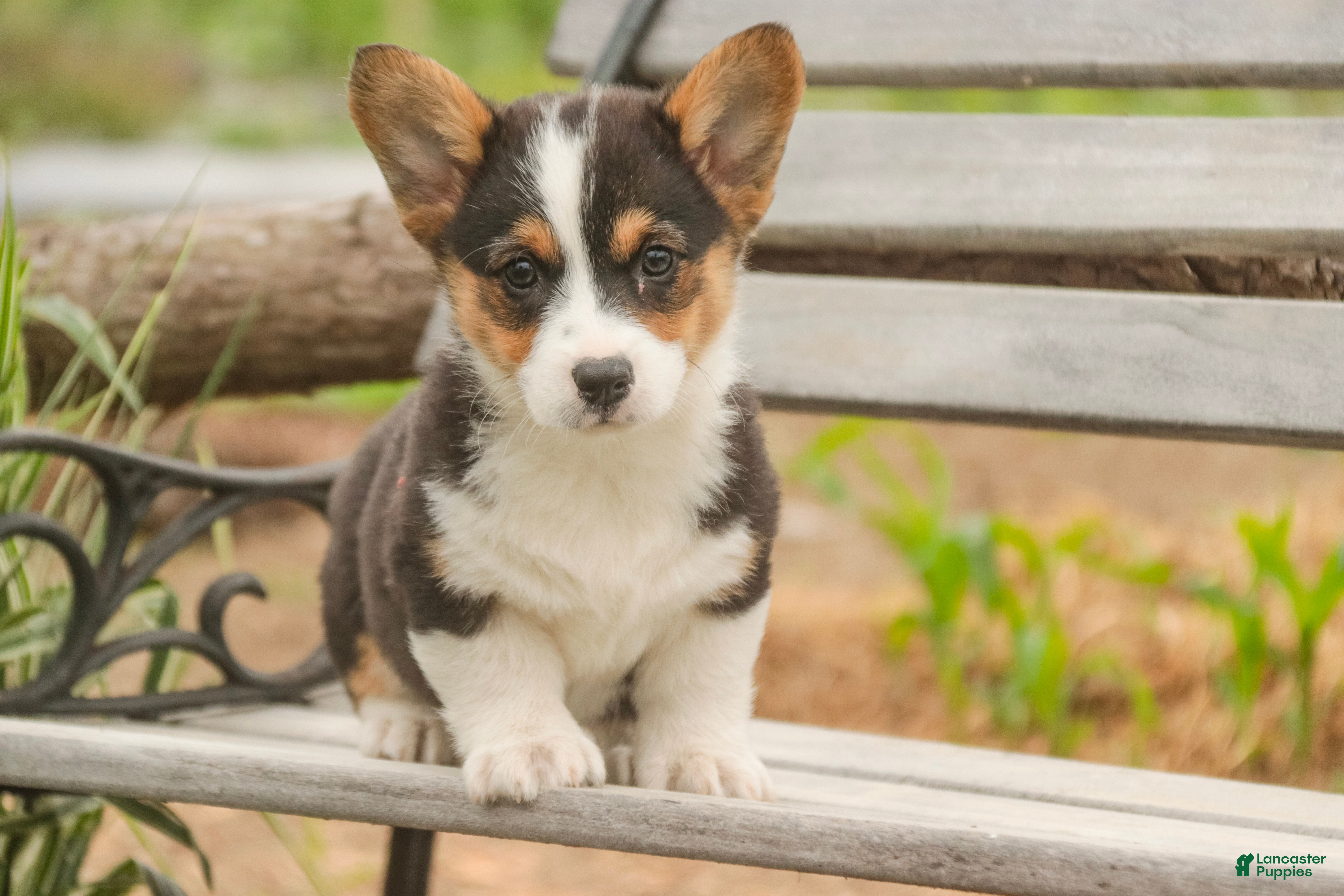 Welsh Corgi Pembroke dogs Olaf - Ad 1