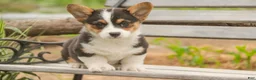 Welsh Corgi Pembroke dogs for sale: Olaf - Ad 1