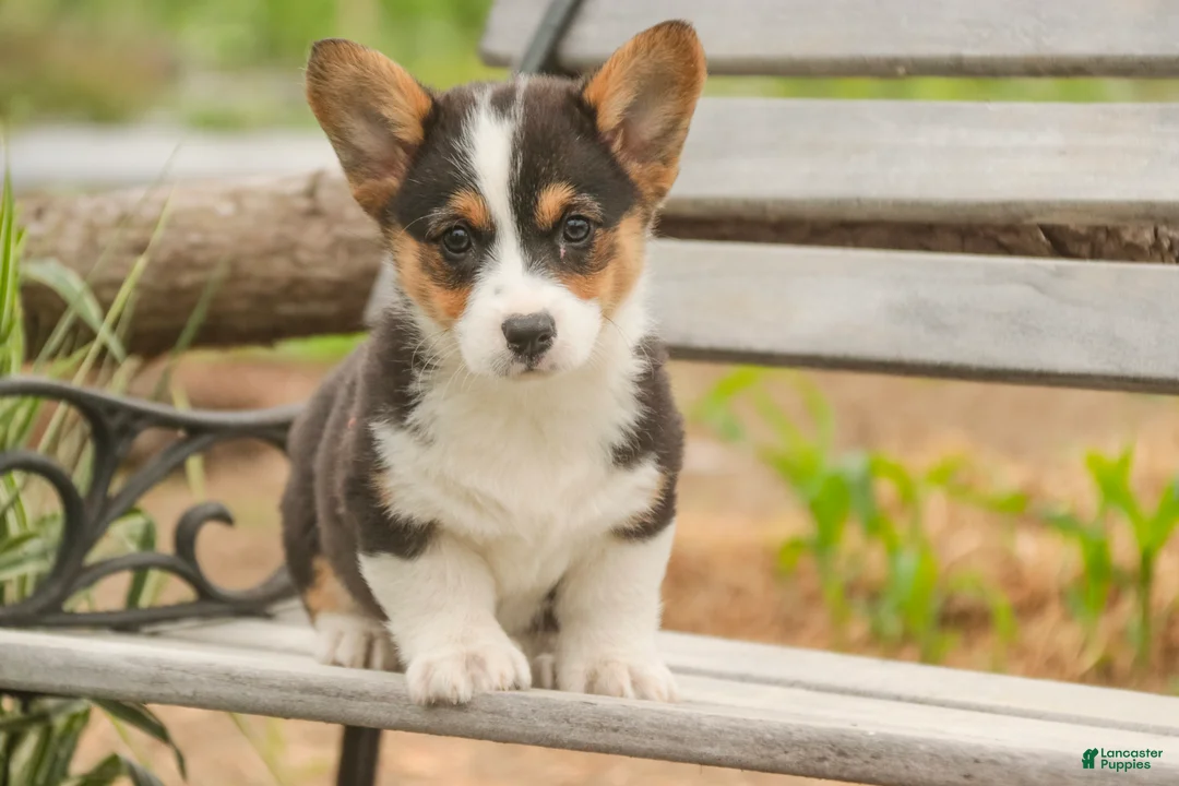Welsh Corgi Pembroke dogs for sale: Olaf - Ad 1