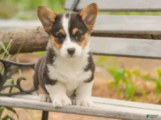 Welsh Corgi Pembroke dogs for sale: Olaf - Ad 4