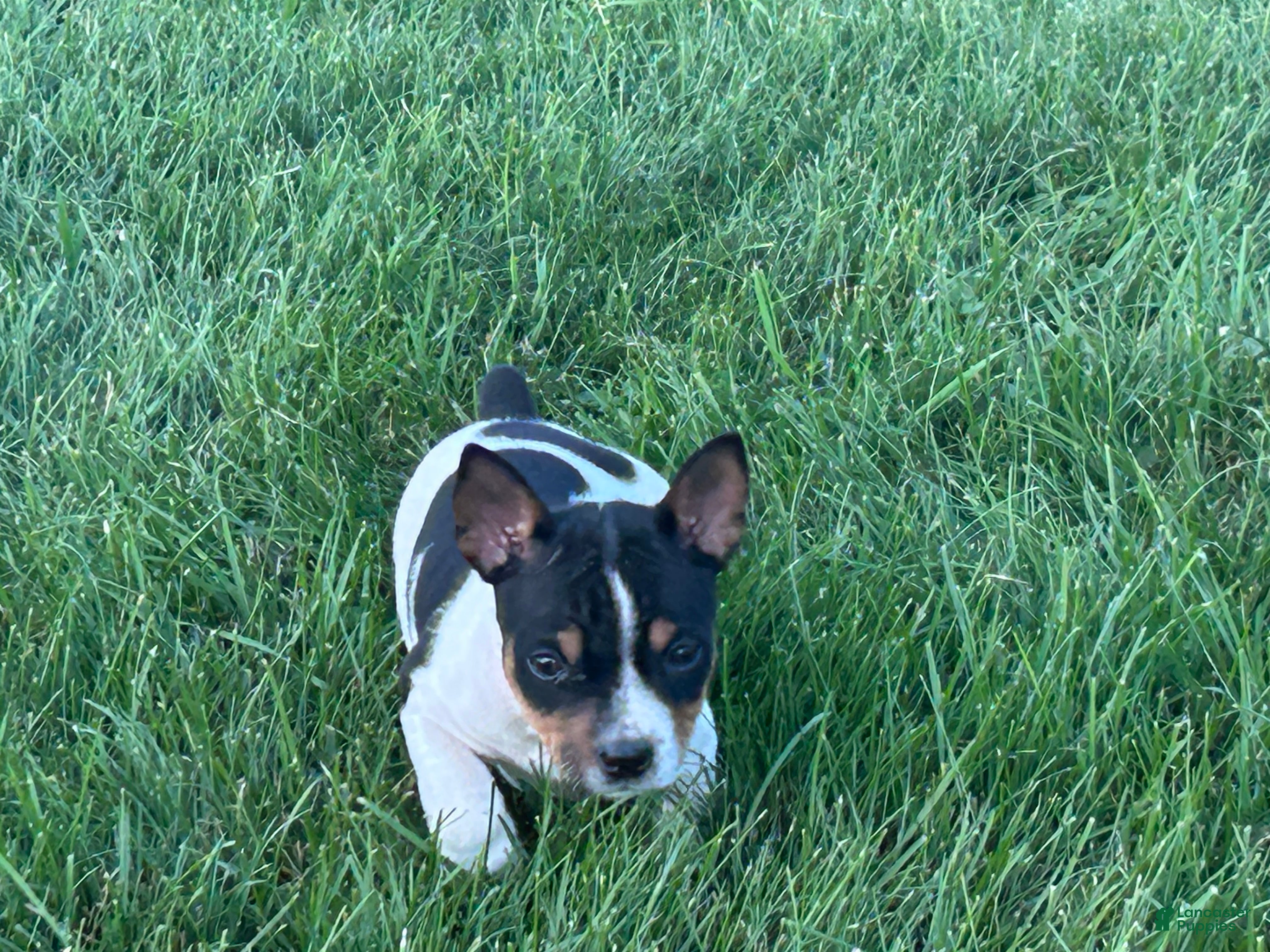 Rat Terrier dogs Old Dominion Terrier Twiggy - Ad 1
