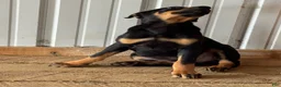 Doberman Pinscher dogs for sale: Doberman Pinscher Puppy 1 - Ad 3