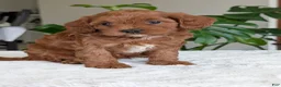 Cavapoo dogs for sale: Sara - Ad 20