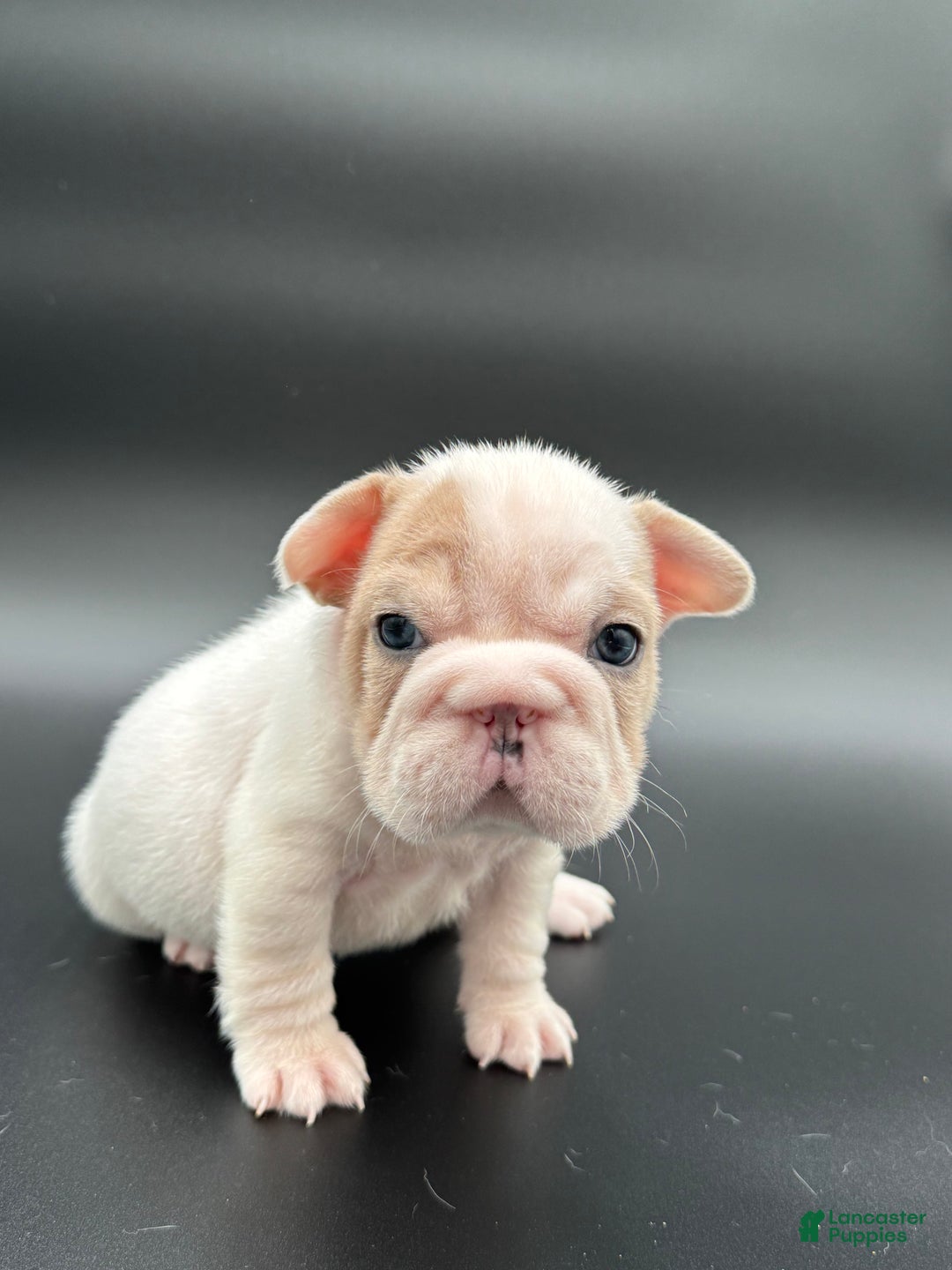 French Bulldog dogs for sale: French Bulldog Puppy 4 - Ad 2