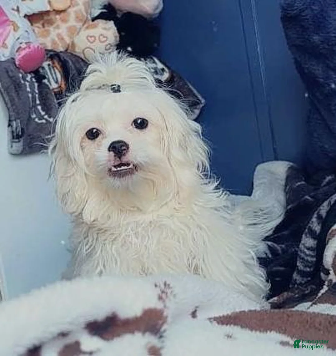 Maltipoo dogs for sale: Birdie  - Ad 7