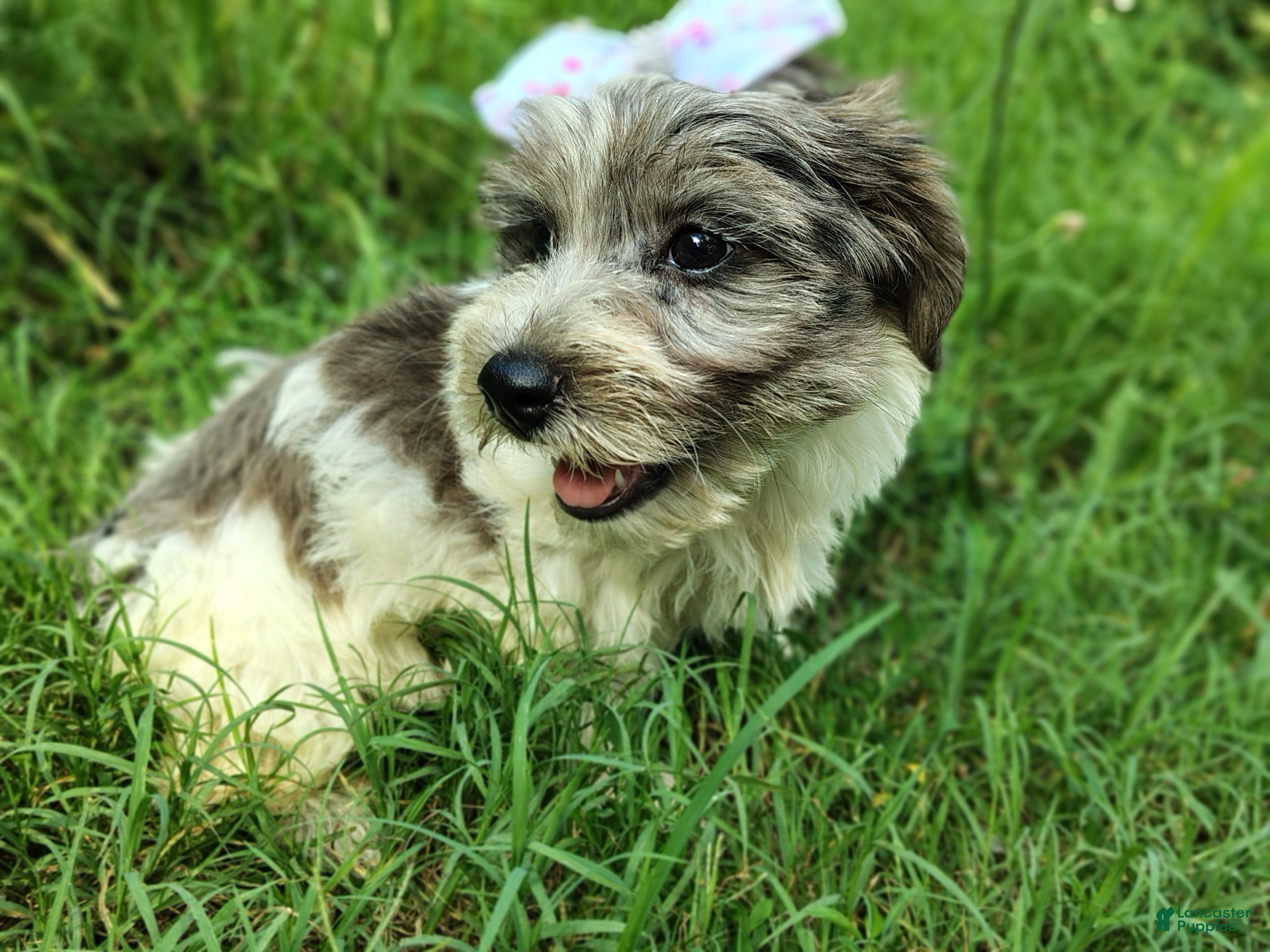Yorkshire Terrier dogs Yorkshire Terrier 3 - Ad 1