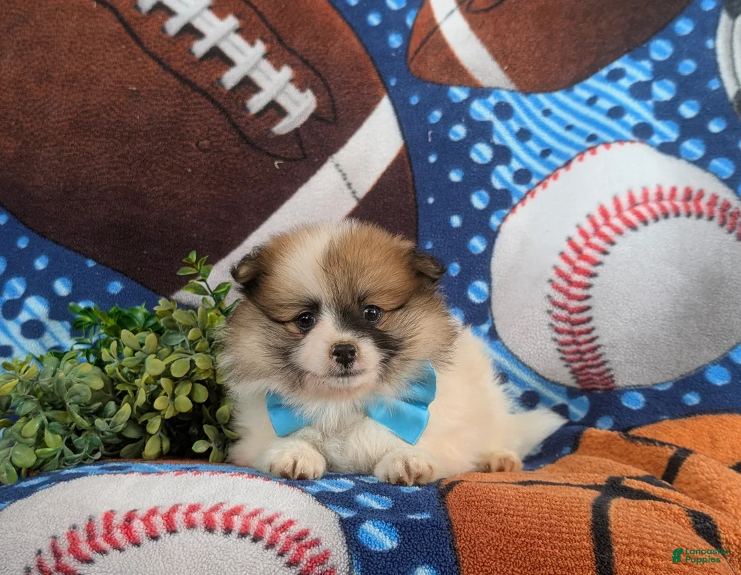 Pomeranian dogs for sale: Landen - Ad 5