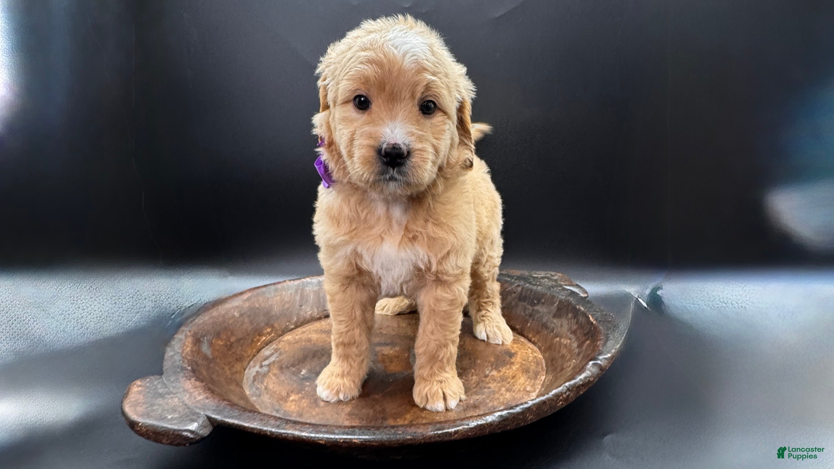 Mini Goldendoodle dogs Maggie F One - Ad 42