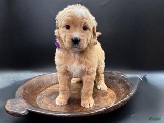 Mini Goldendoodle dogs Maggie F One - Ad 42