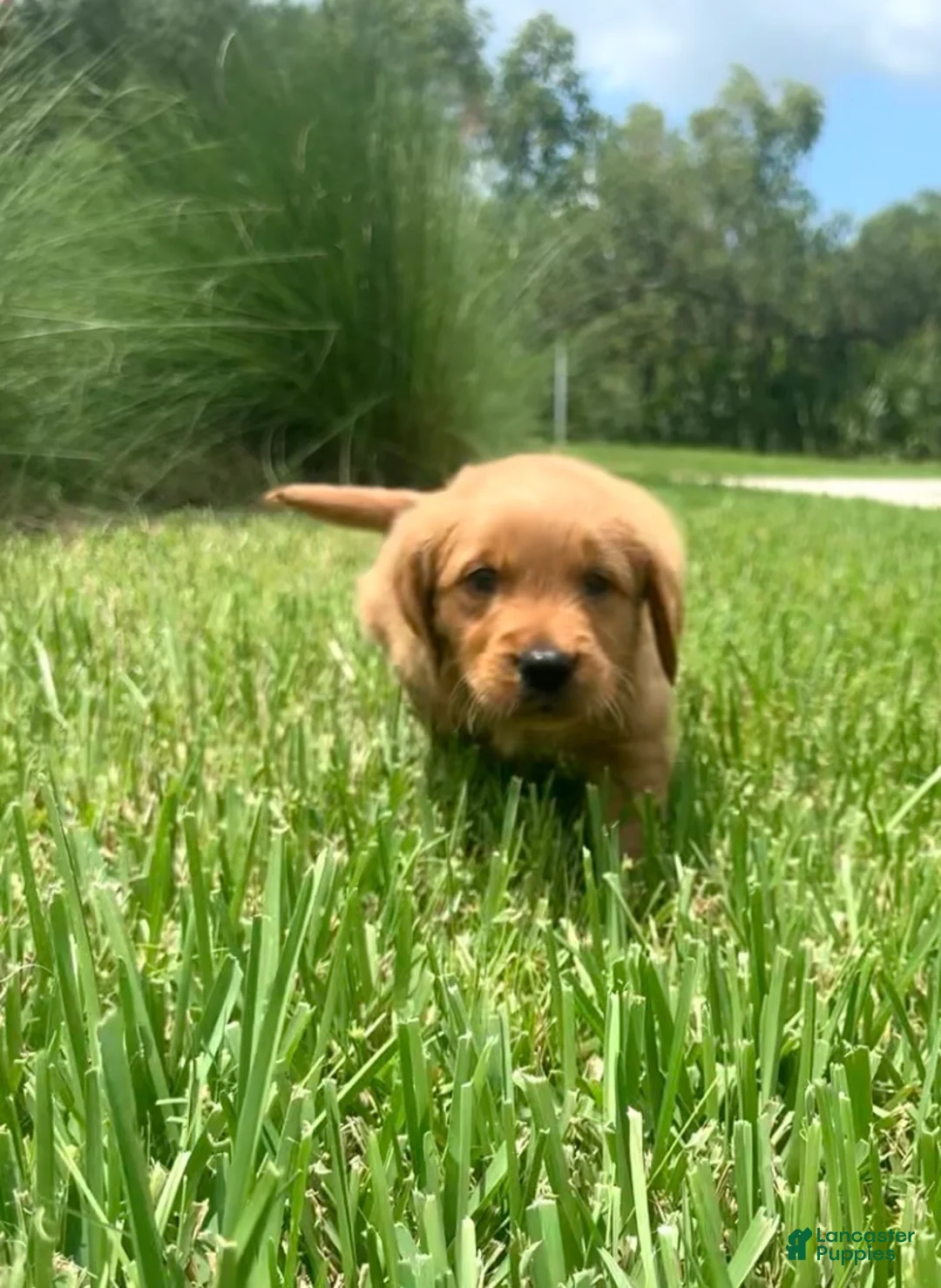 Golden Retriever dogs for sale: Miss pink  - Ad 2