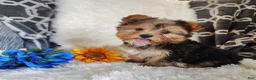 Yorkshire Terrier dogs for sale: Bowie - Ad 6