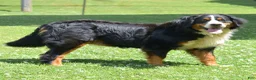 Mini Bernedoodle dogs for sale: Barkley - Ad 7