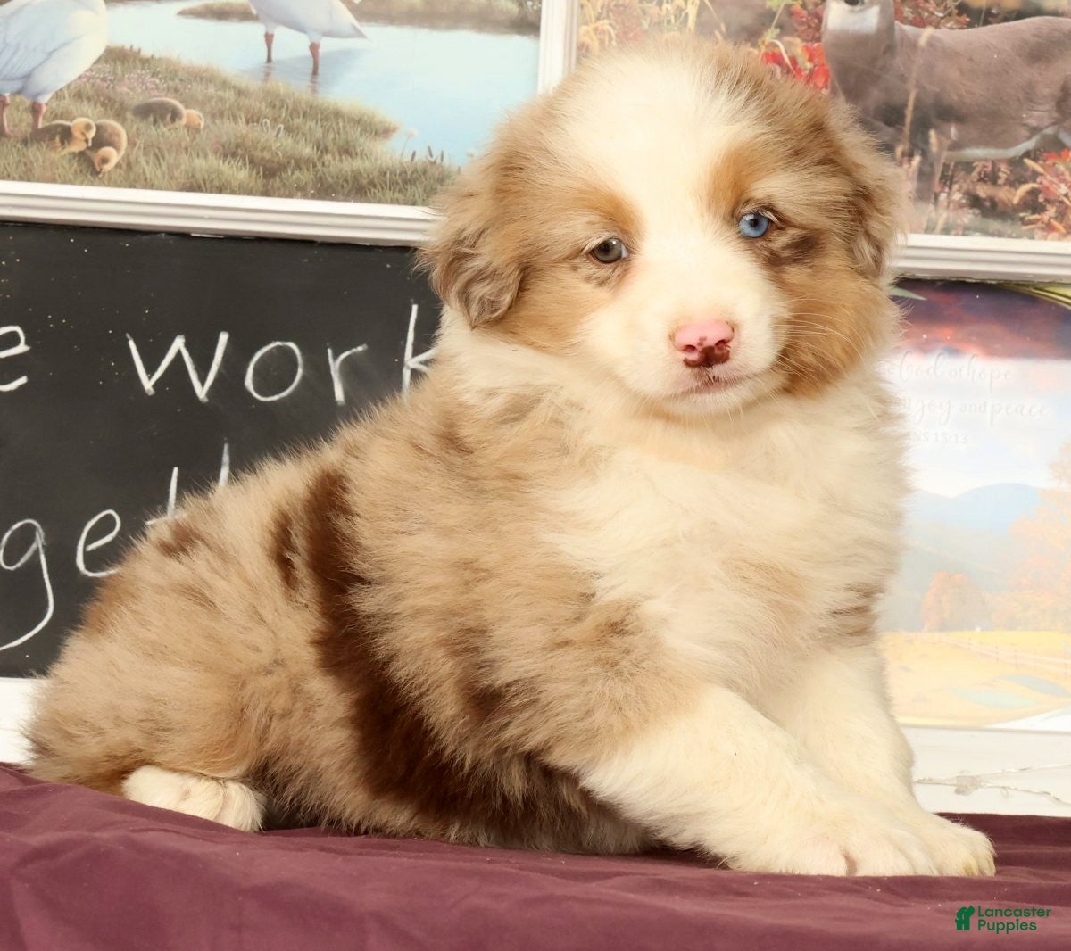 Miniature Australian Shepherd dogs Shooter - Ad 1