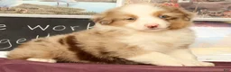 Miniature Australian Shepherd dogs for sale: Shooter - Ad 1
