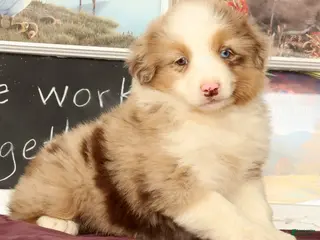 Miniature Australian Shepherd dogs for sale: Shooter - Ad 2