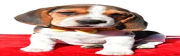 Beagle dogs for sale: Mark - Ad 6