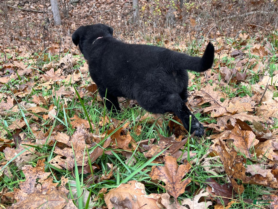 German Shepherd dogs for sale: Mitzi  - Ad 6