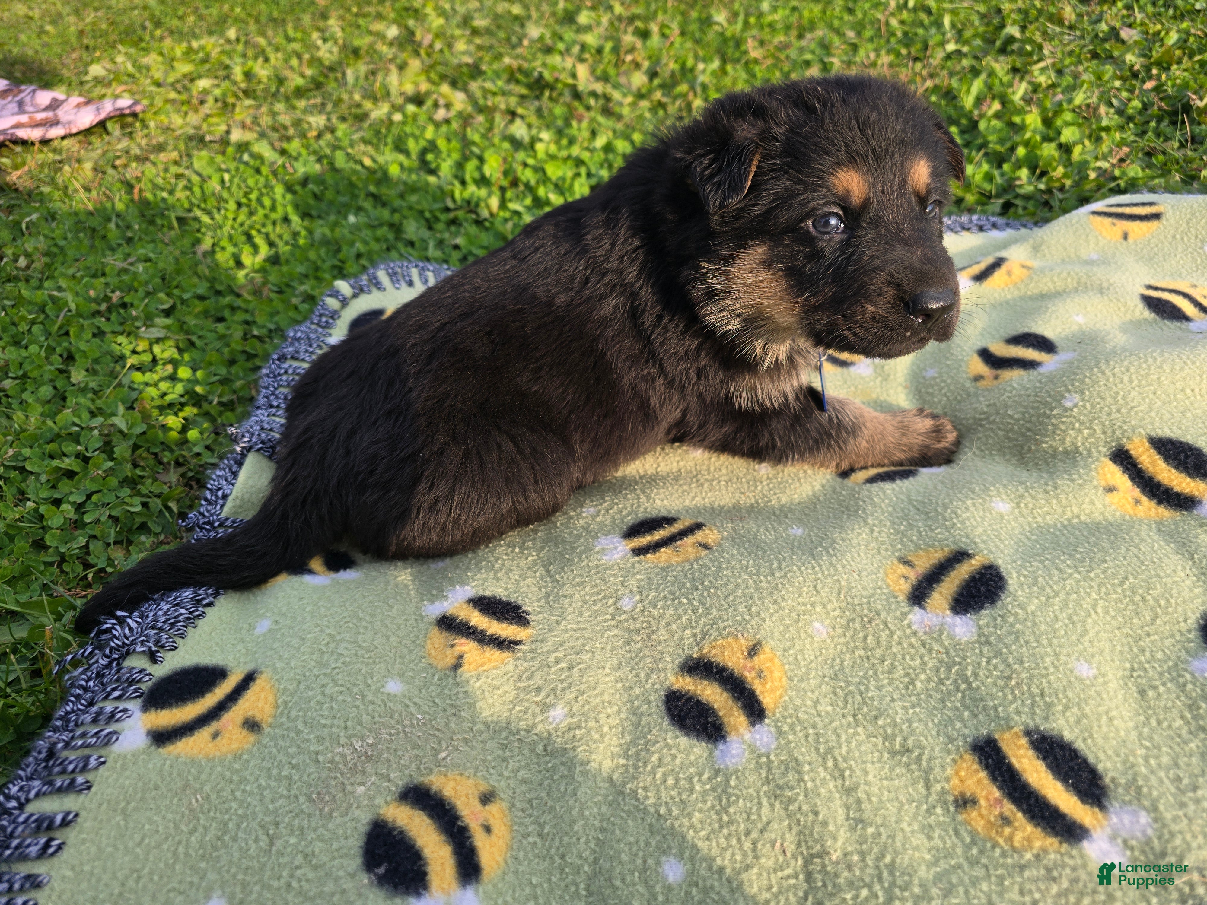 German Shepherd dogs for sale: German Shepherd 1 - Ad 2
