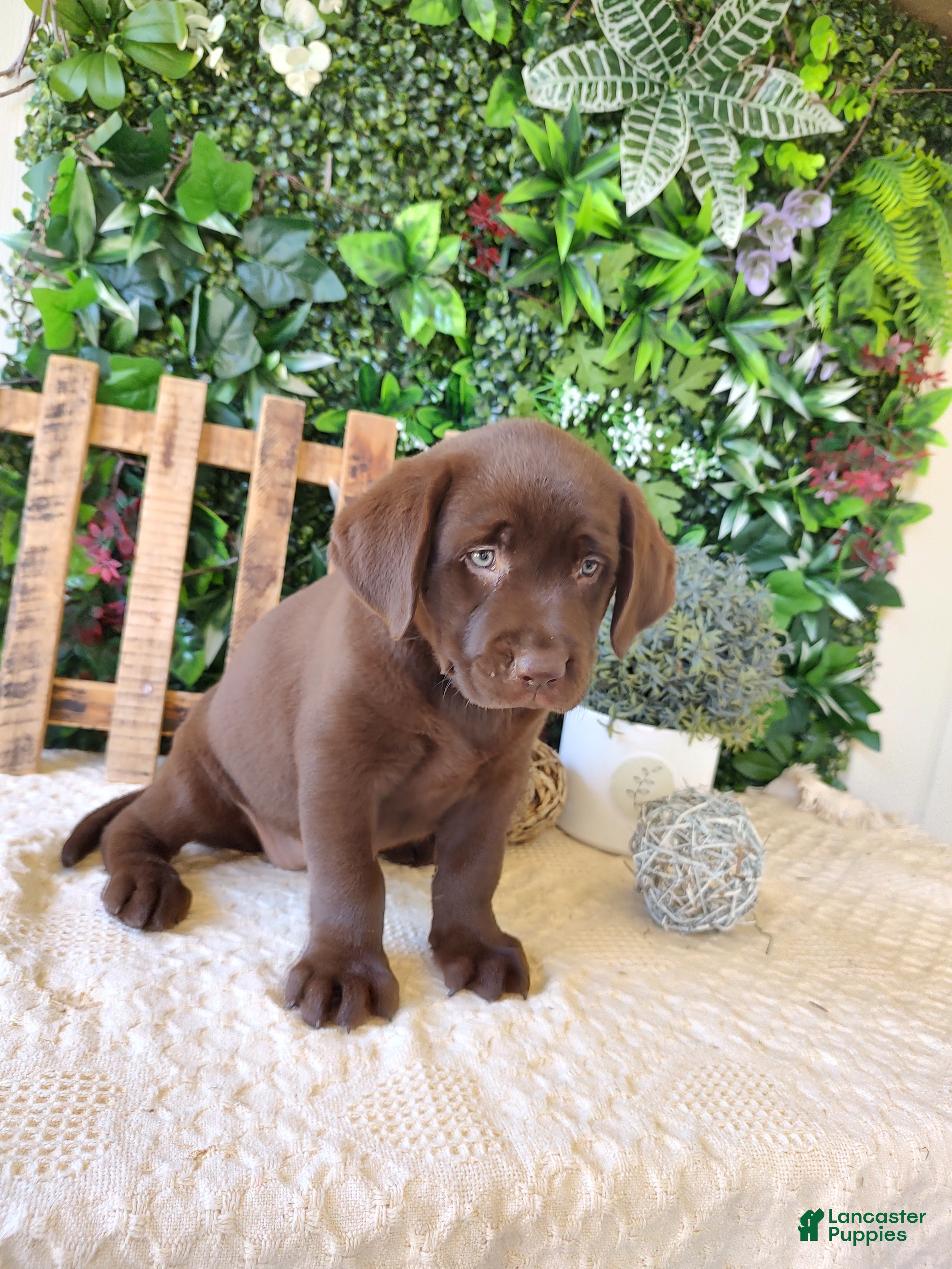 Labrador Retriever dogs Mindy - Ad 2
