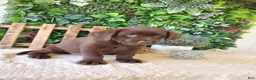 Labrador Retriever dogs for sale: Mindy - Ad 2