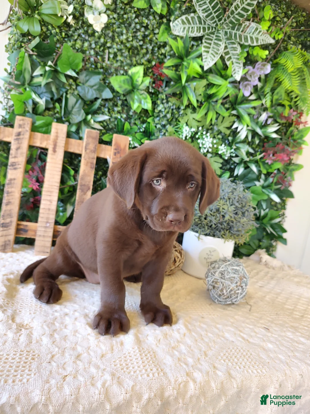 Labrador Retriever dogs for sale: Mindy - Ad 2