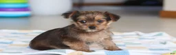 Morkie dogs for sale: Binette - Ad 5