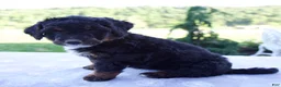 Mini Bernedoodle dogs for sale: Flicka  - Ad 3