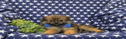 Pomeranian dogs for sale: Boyd - Ad 6
