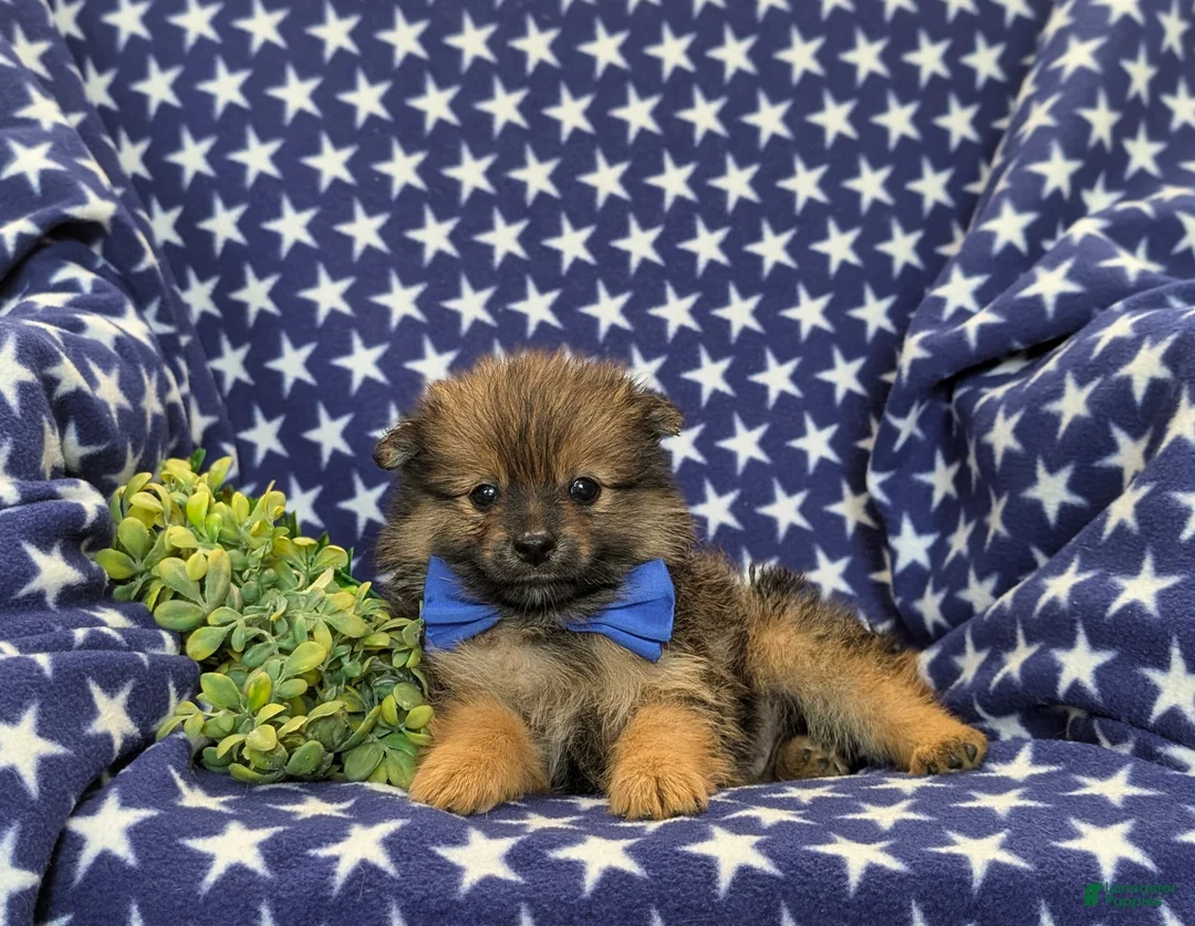 Pomeranian dogs for sale: Boyd - Ad 6