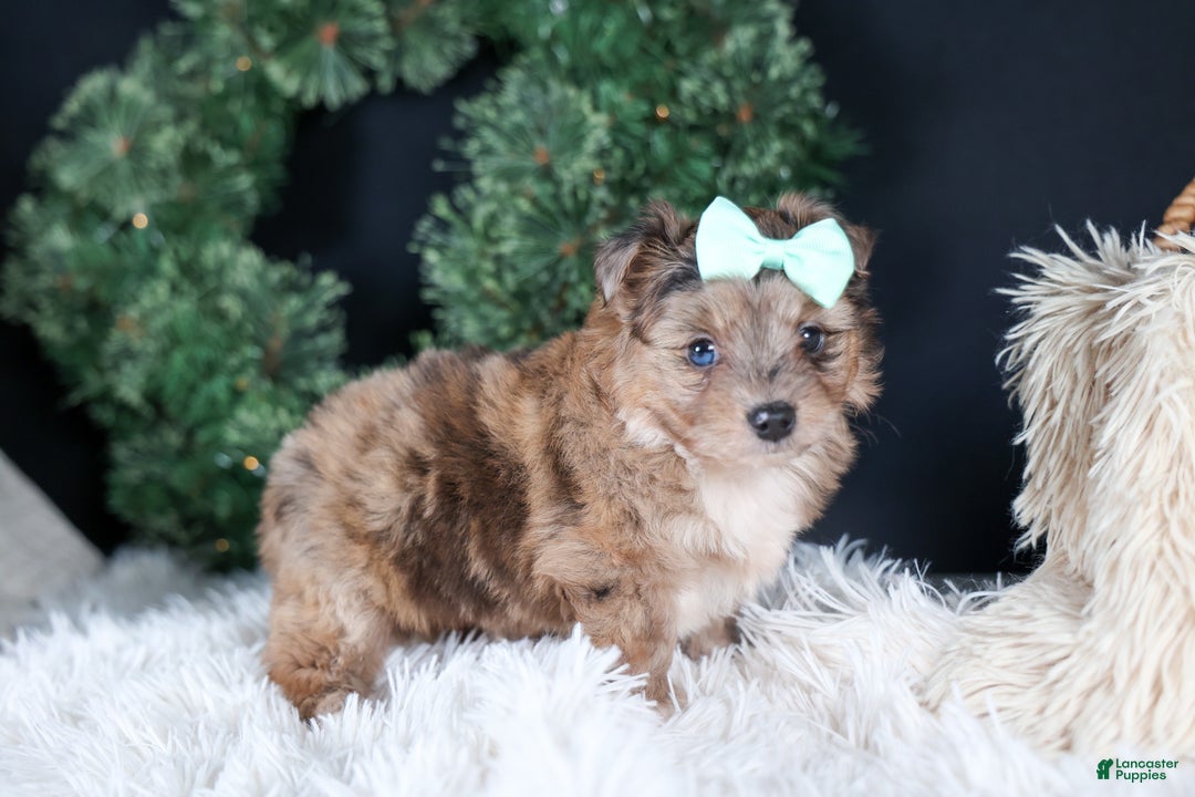 Mini Aussiedoodle dogs for sale: Gunner - Ad 7