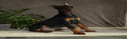 Doberman Pinscher dogs for sale: Deetz - Ad 4