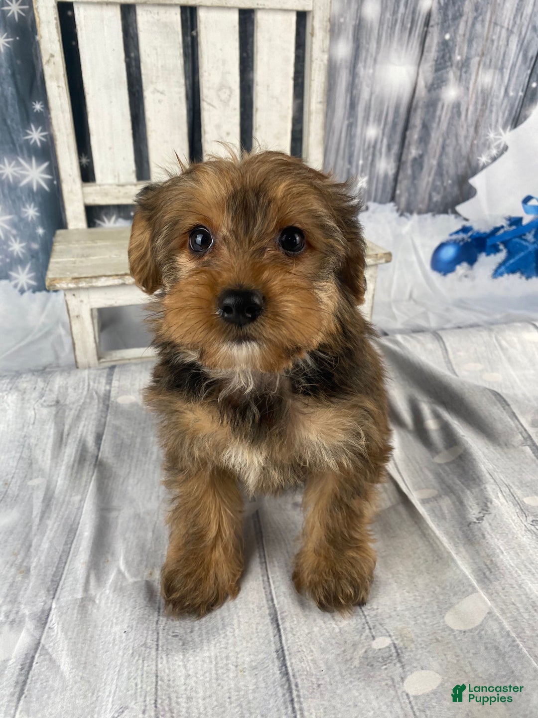 Yorkiepoo dogs for sale: Maddie - Ad 9