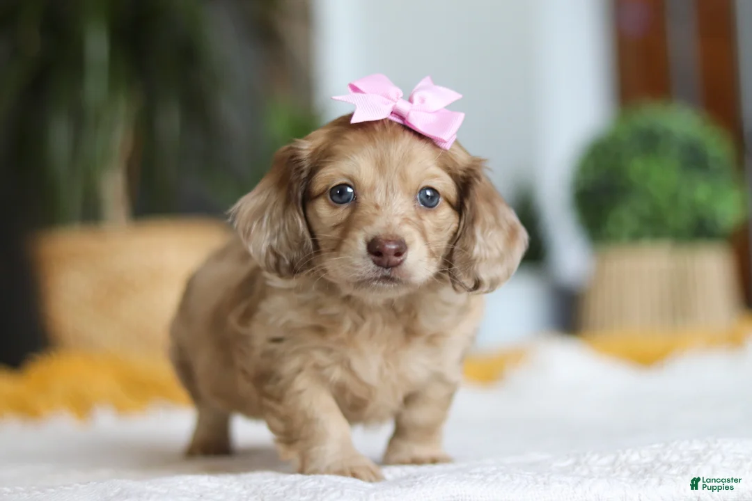 Miniature Dachshund dogs for sale: Schnitzel - Ad 7