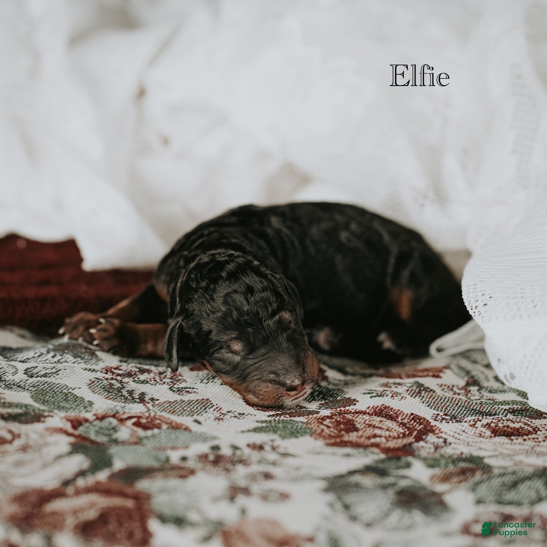 Standard Poodle dogs for sale: Elfie - Ad 8