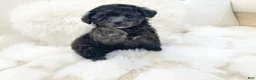 Toy Poodle dogs for sale: Dulce - Ad 1