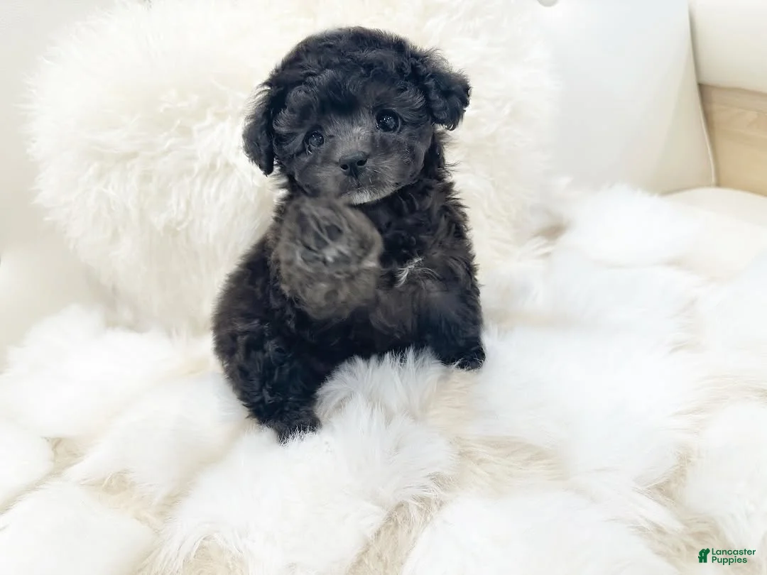 Toy Poodle dogs for sale: Dulce - Ad 1