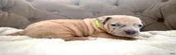 American Bully dogs for sale: Thor - XL American Bully Puppy  - Ad 14