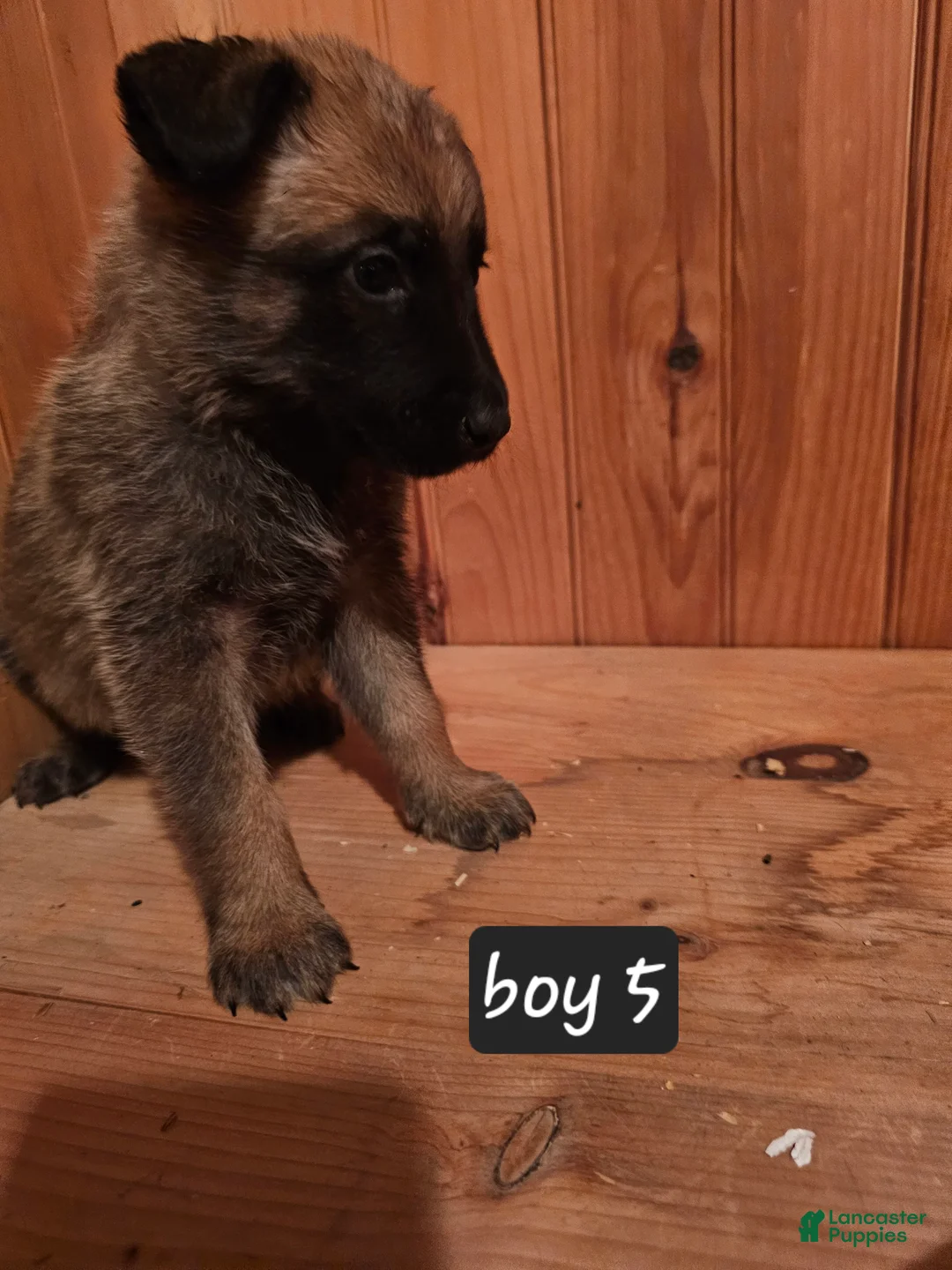 Belgian Malinois dogs for sale: Belgian Malinois Puppy 5 - Ad 6