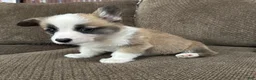 Welsh Corgi Pembroke dogs for sale: Candy - Ad 5