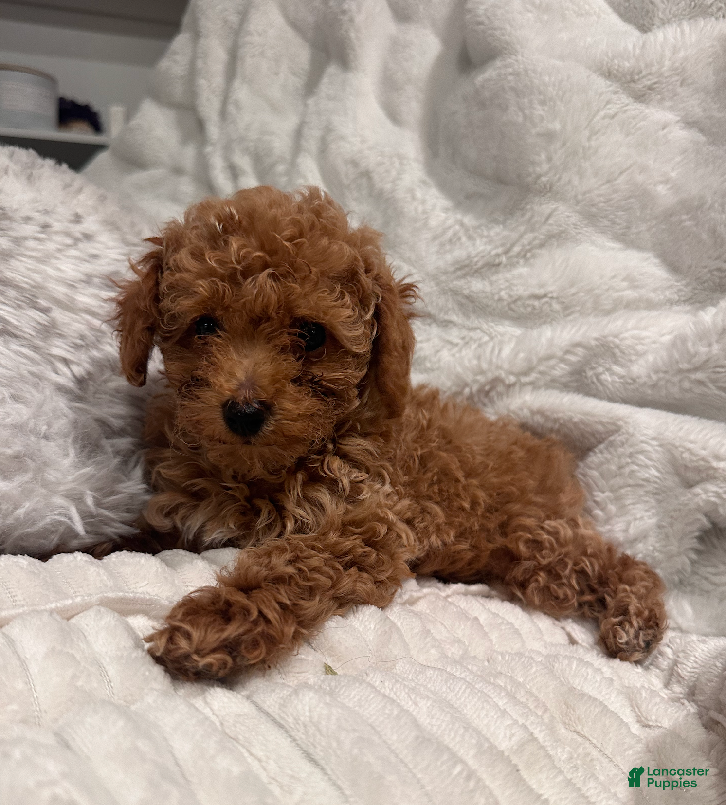 Toy Poodle dogs Tiny Ziggy- AKC POTTY & CRATE  TRAINED GENETICALLY HEALTH TESTED PARENTS - Ad 16
