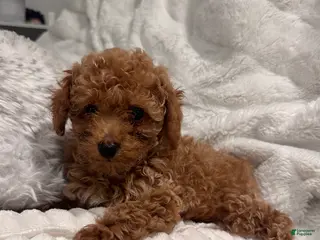 Toy Poodle dogs Tiny Ziggy- AKC POTTY & CRATE TRAINED GENETICALLY HEALTH TESTED PARENTS - Ad 16
