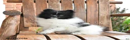 Pomeranian dogs for sale: Spencer - Ad 5