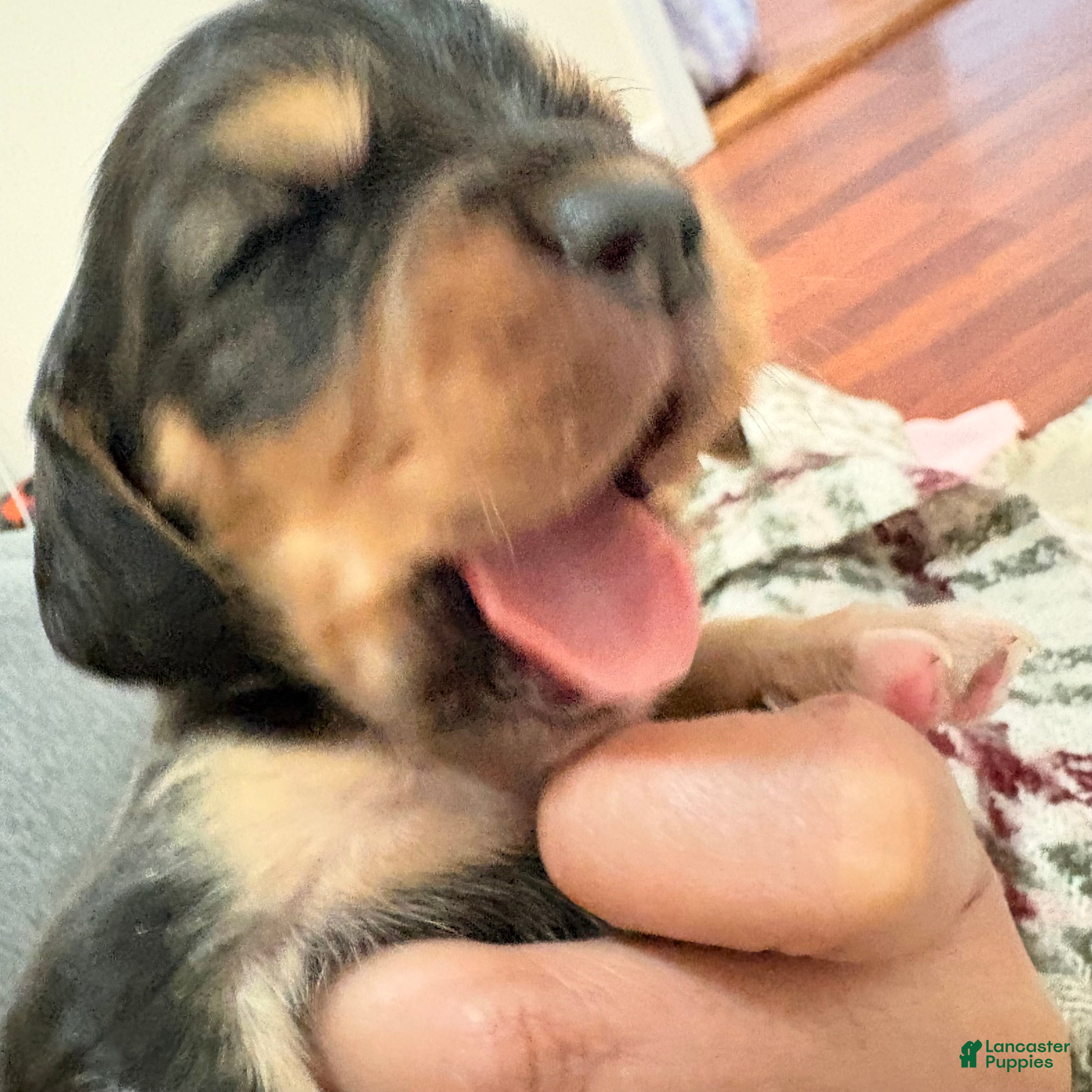 Cocker Spaniel dogs for sale: Cocker Spaniel Puppy 1 - Ad 2