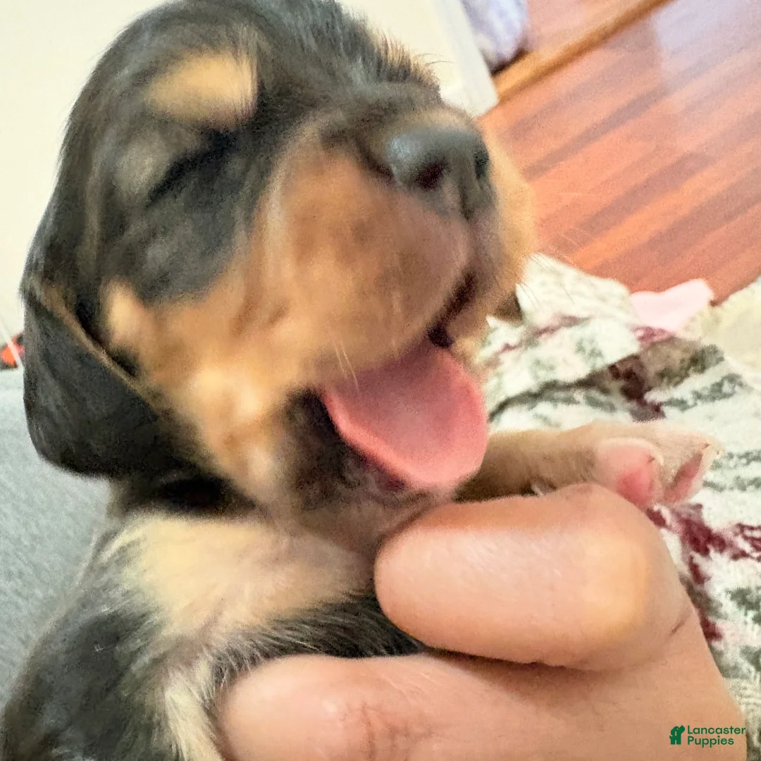 Cocker Spaniel dogs for sale: Cocker Spaniel Puppy 1 - Ad 1