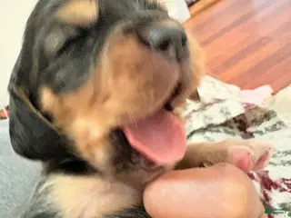 Cocker Spaniel dogs for sale: Cocker Spaniel Puppy 1 - Ad 2