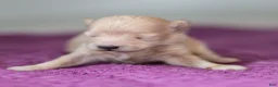 Maltipoo dogs for sale: Nacho Maltipoo Puppy  - Ad 10